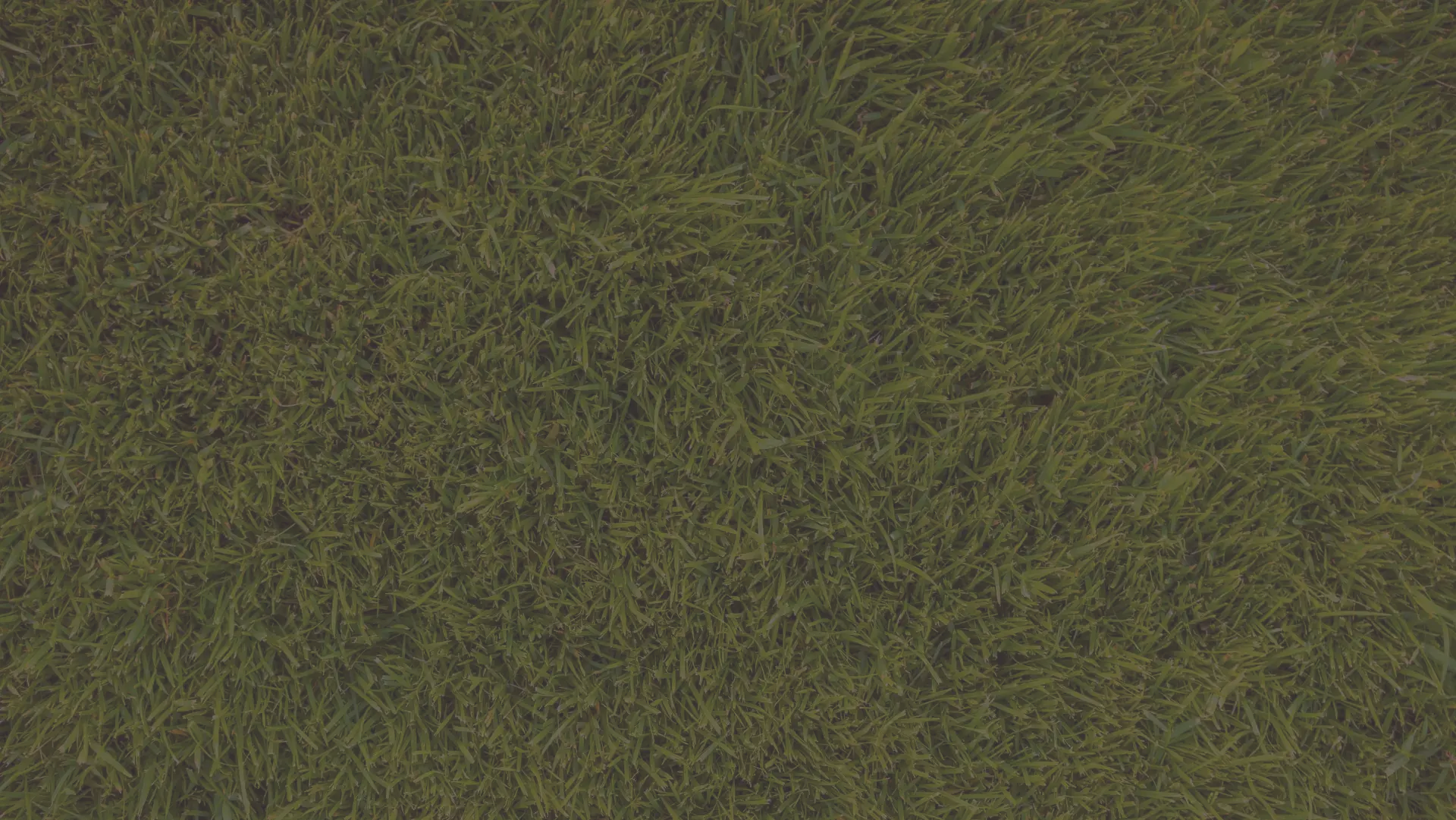 Close-up image of fresh spring green grass